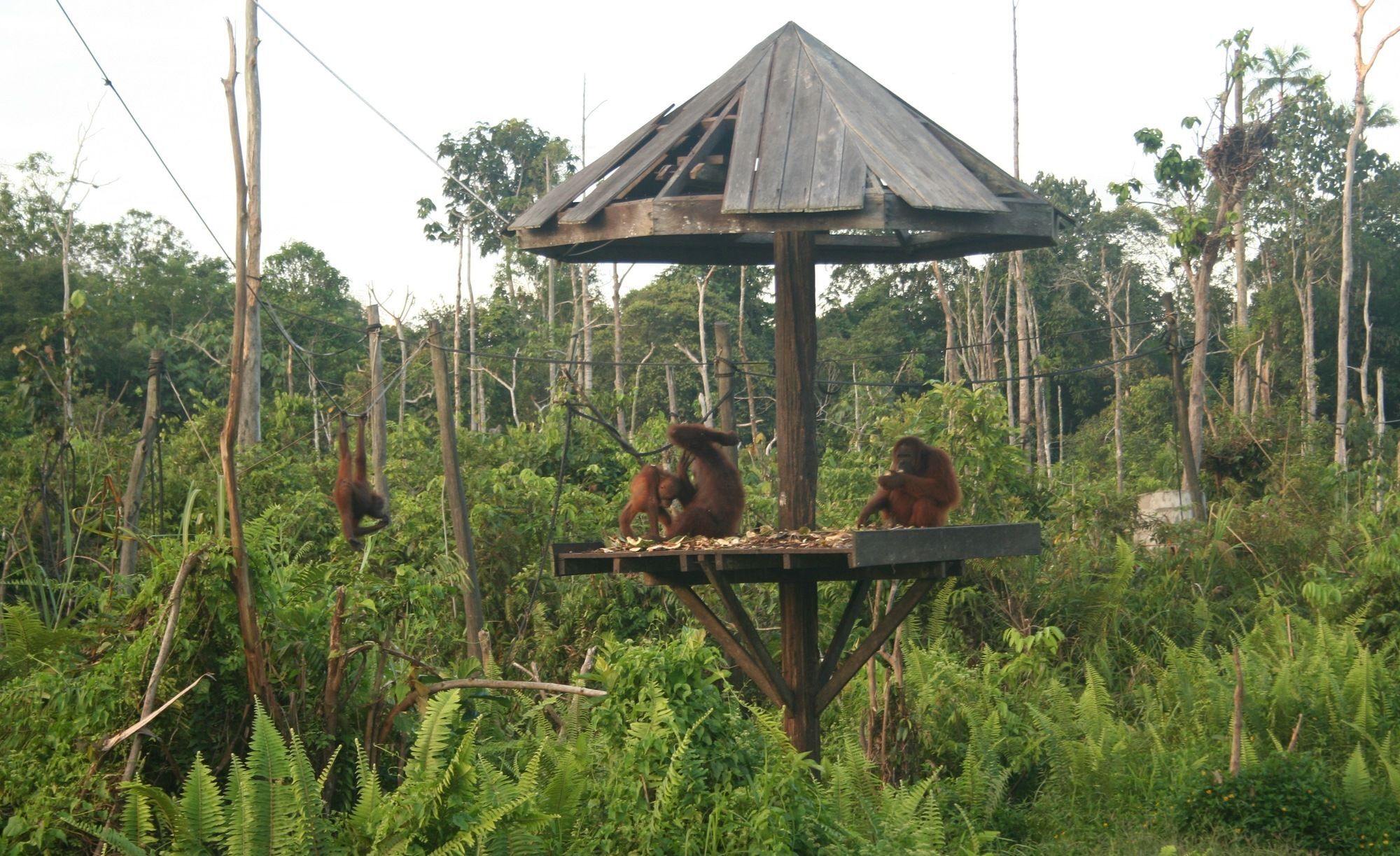 Samboja Lodge Баликпапан Екстериор снимка
